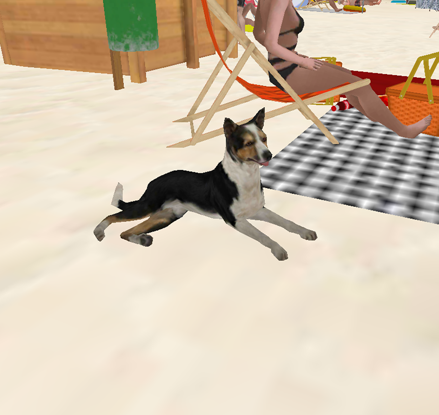 Pies bez smyczy pozostawiony bez nadzoru właściciela nad jeziorem.