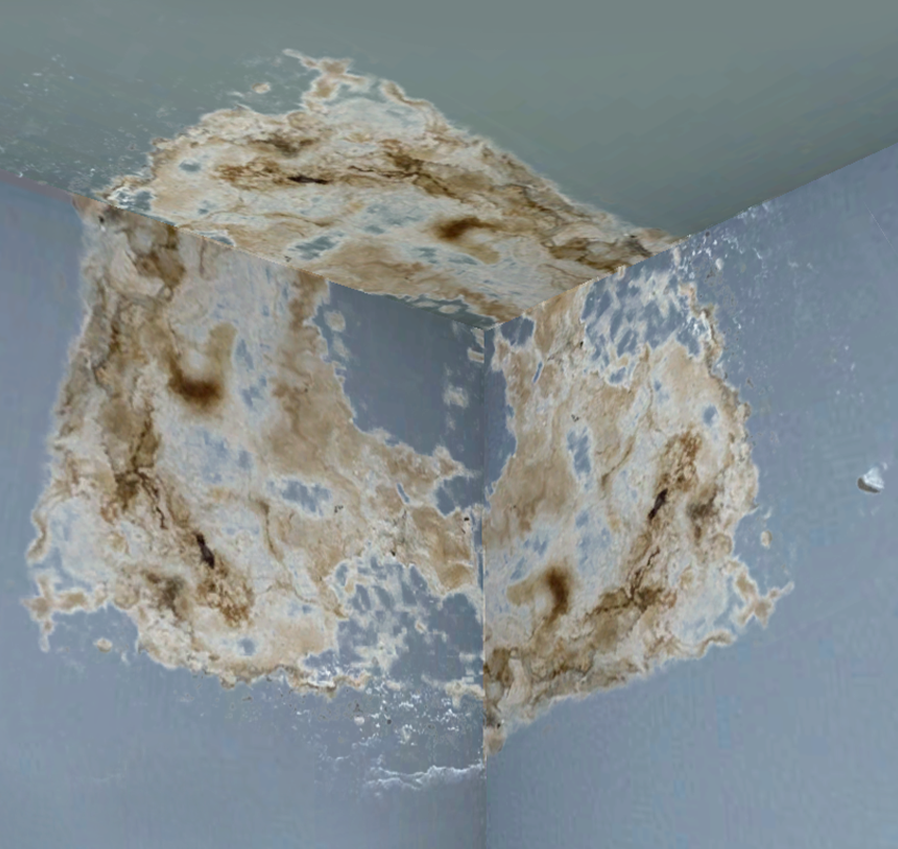 Pleśń na ścianie.